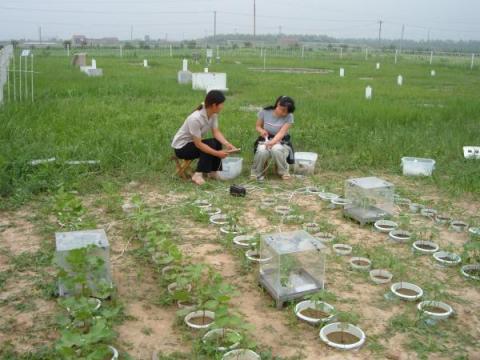 Small plant chambers, Yucheng, Shandong, China