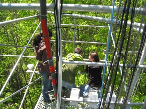 Researchers from University of Guelph collect plant samples for isotopic analysis, Borden Forest, Ontario, Canada