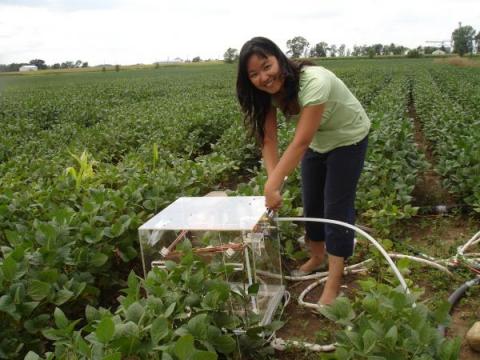 Xin Zhang measures CO2, N2O and CH4 fluxes with a medium whole-plant chamber, University of Minnesota Research Farm, Minnesota